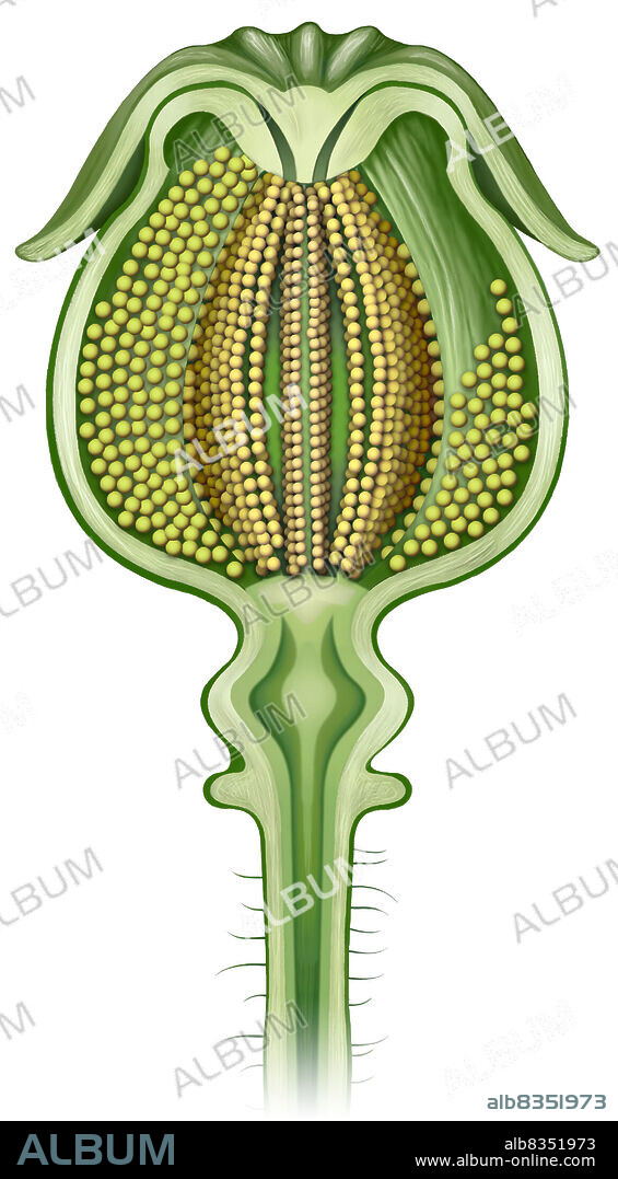 Capsule: dry usually many-chambered fruit that opens laterally or at the apex when ripe; it contains a great many seeds.