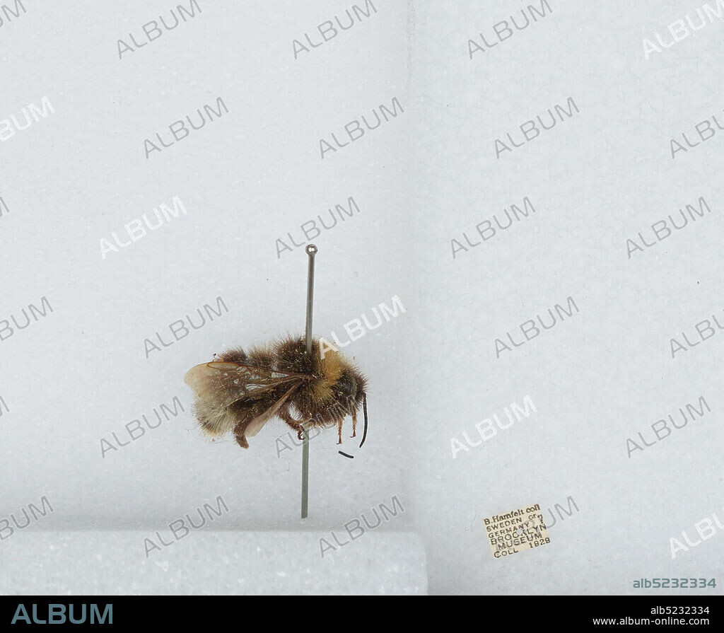 Sweden or Germany, Bombus (Psithyrus) barbutellus (Kirby), Animalia, Arthropoda, Insecta, Hymenoptera, Apidae, Apinae.