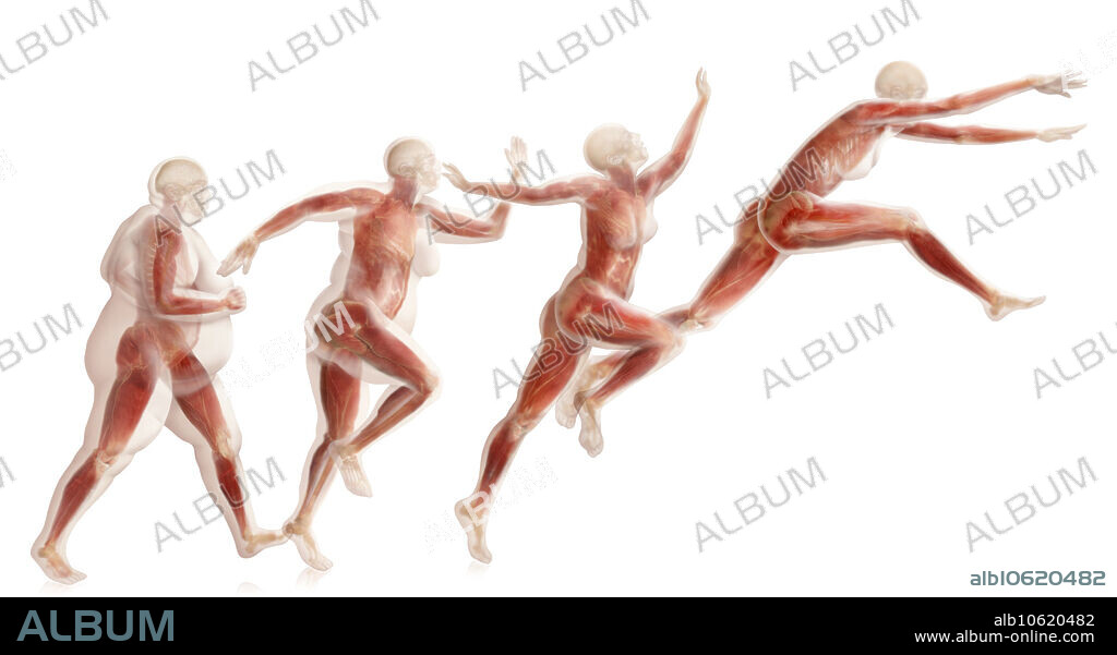 Medical visualization showing a body in four stages of weight loss. Moving from left to right, the body progresses from obese (far left, walking) to fit and healthy (far right, leaping). A lateral view of the muscular system can be seen, as well as the ratio of muscle to fat (extra tissue shown transparent) within each weight loss stage.