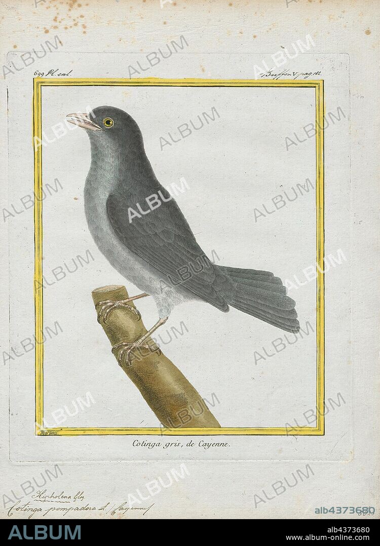 Cotinga pompadora, Print, The cotingas are a large family, Cotingidae, of suboscine passerine birds found in Central America and tropical South America. Cotingas are birds of forests or forest edges, that are primary frugivorous. They all have broad bills with hooked tips, rounded wings, and strong legs. They range in size from 12–13 cm (4.7–5.1 in) of the fiery-throated fruiteater (Pipreola chlorolepidota) up to 48–51 cm (19–20 in) of the Amazonian umbrellabird (Cephalopterus ornatus)., 1700-1880.