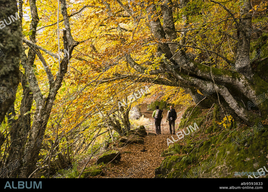 bosque de Carlac, - hayedo de Carlac-, Bausen, valle de Aran, cordillera de los Pirineos, Spain, europe.