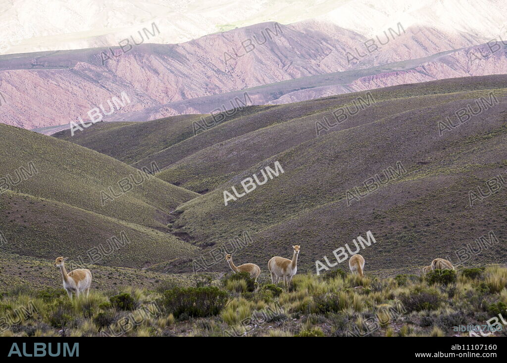 Multi coloured mountains and alpacas, Humahuaca, province of Jujuy, Argentina, South America.