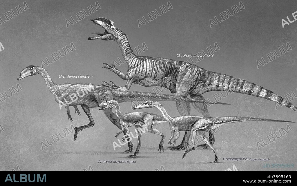 Coelophysoids diversity: Coelophysis bauri (gracile morph), Syntarsus kayentakatae, Liliensternus liliensterni, and Dilophosaurus wetherilli. Late Triassic to Early Jurassic Period. Image with annotations.