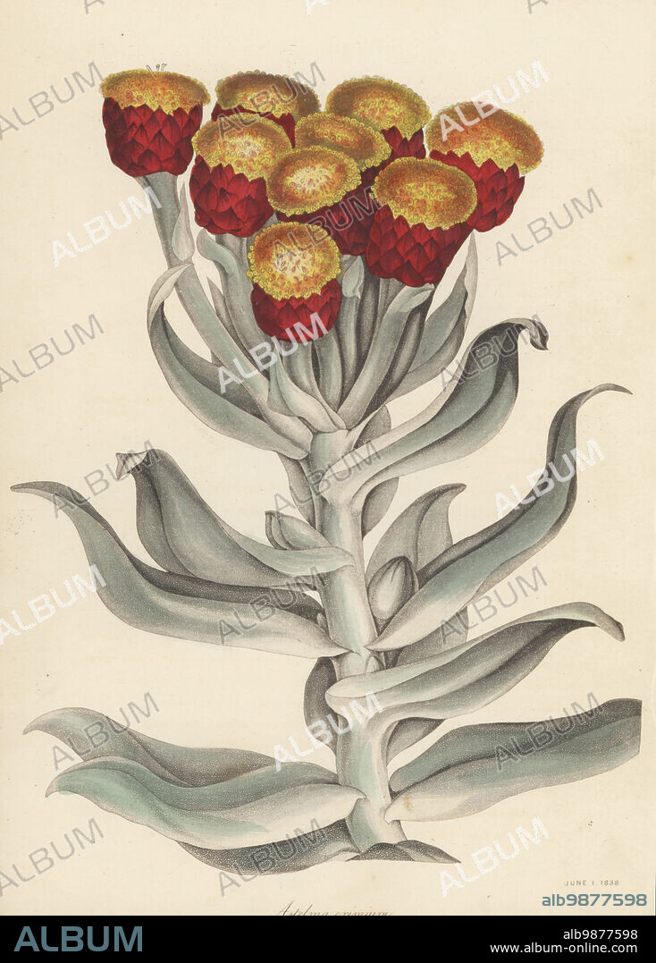 Everlasting, Syncarpha eximia. Native to the Eastern and Western Cape, South Africa, introduced by Scottish plant collector Colonel William Patterson in 1793. Fine astelma, Astelma eximium, Gnaphalium eximium. Handcoloured lithograph from Joseph Paxtons Magazine of Botany, and Register of Flowering Plants, Volume 5, Orr and Smith, London, 1838.
