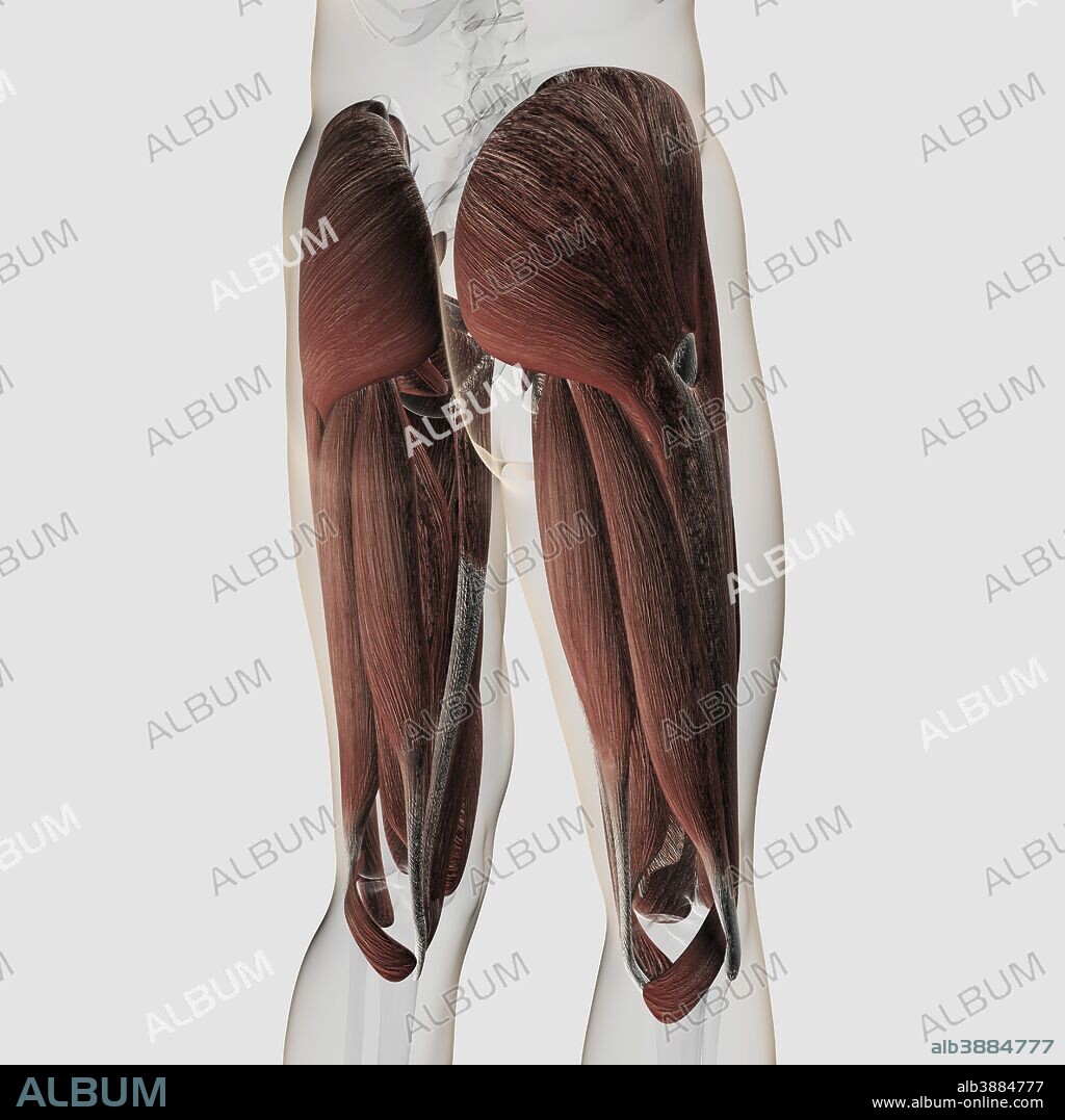 Male muscle anatomy of the human legs, posterior view.
