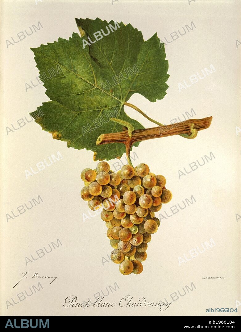 Pierre Viala (1859-1936), Victor Vermorel (1848-1927), Traite General de Viticulture. Ampelographie, 1901-1910. Tome IV, plate: Pinot Blanc Chardonnay grape. Illustration by J. Troncy.