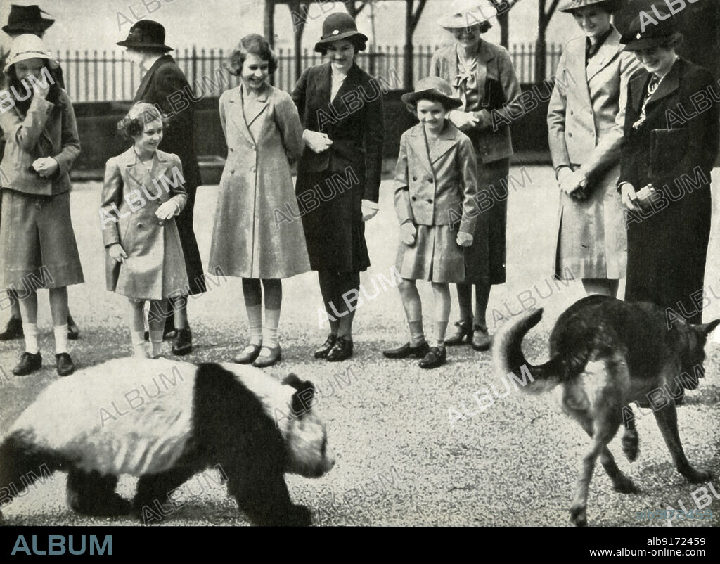 'At the London Zoo - watching the antics of a baby panda', 1939, (1947). The future Queen Elizabeth II and her sister Princess Margaret with animals. From "Princess Elizabeth: The Illustrated Story of Twenty-one Years in the Life of the Heir Presumptive", by Dermot Morrah. [Odhams Press Limited, London, 1947].