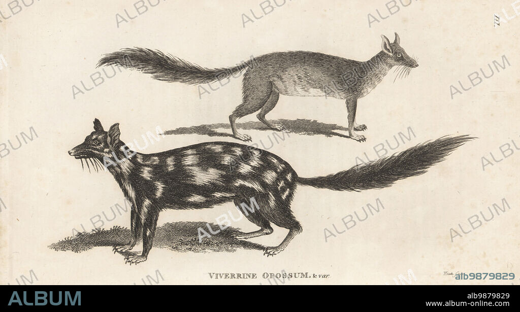 Eastern quoll or eastern native cat, Dasyurus viverrinus. Endangered. Viverrine opossum & var., Didelphis viverrina. From illustrations by Charles Catton Jr. in John White's Journal of a Voyage to New South Wales. Copperplate engraving by James Heath from George Shaws General Zoology: Mammalia, G. Kearsley, Fleet Street, London, 1800.