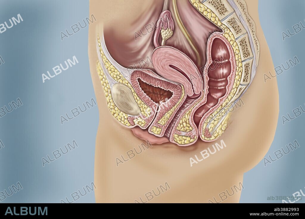 Side view of female reproductive anatomy on blue background.