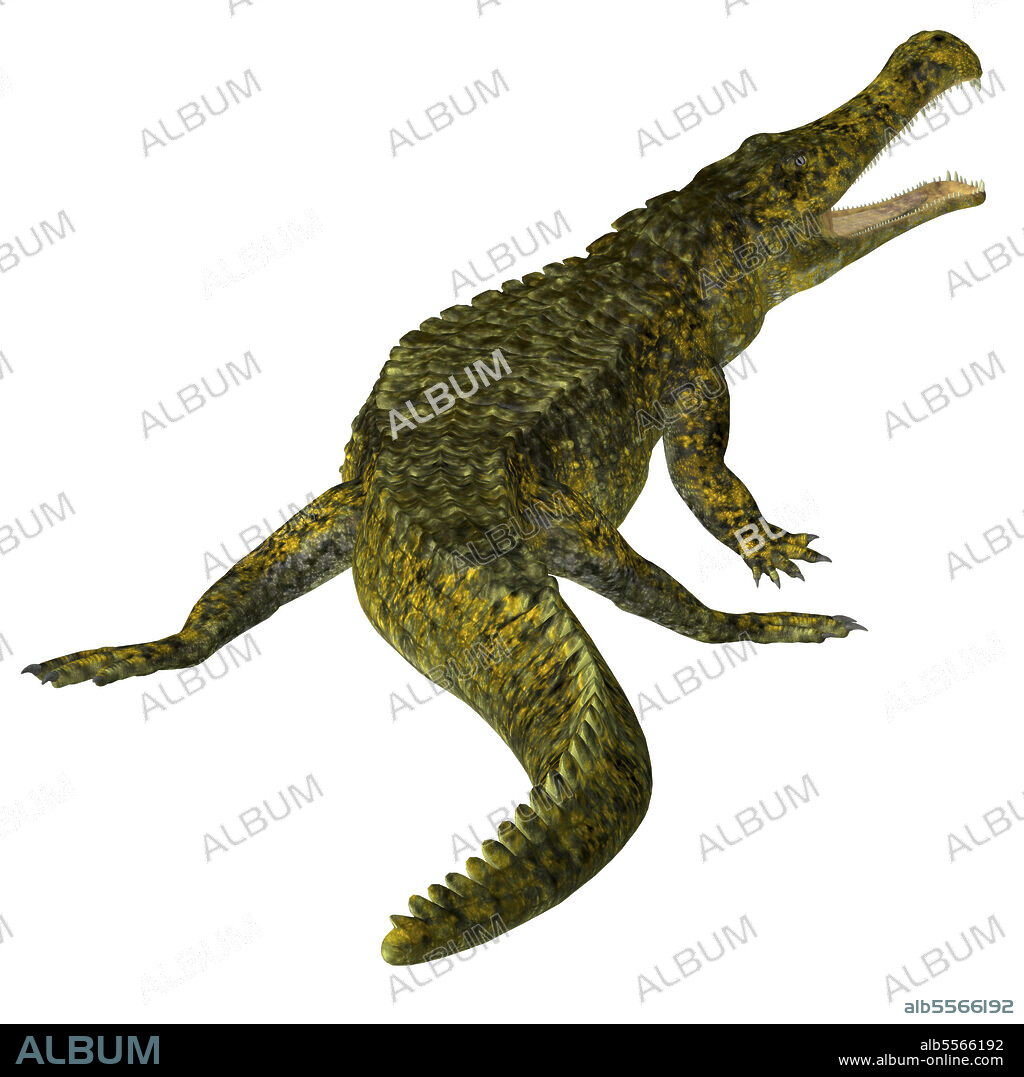 Sarcosuchus reptile, rear view. Sarcosuchus was a carnivorous aquatic crocodile that lived in Africa during the Cretaceous Period.