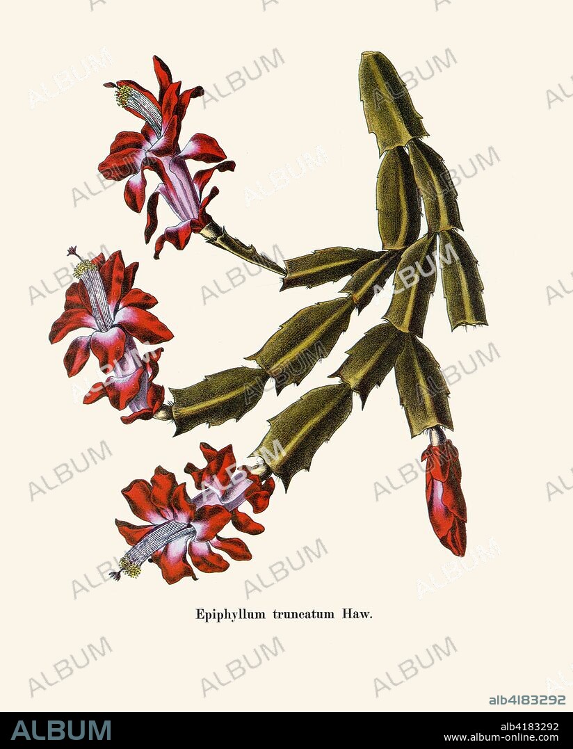 Epiphyllum truncatum Haw.