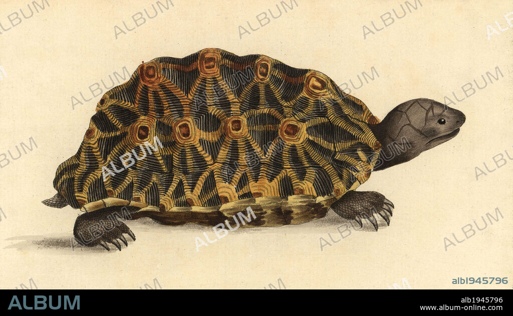 Geometric tortoise, Psammobates geometrica. Endangered. Illustration signed RPN (Richard Nodder). Handcolored copperplate engraving from George Shaw and Frederick Nodder's "The Naturalist's Miscellany" 1797. Frederick Polydore Nodder (1751~1801?) was a gifted natural history artist and engraver. Nodder honed his draftsmanship working on Captain Cook and Joseph Banks' Florilegium and engraving Sydney Parkinson's sketches of Australian plants. He was made "botanic painter to her majesty" Queen Charlotte in 1785. Nodder also drew the botanical studies in Thomas Martyn's Flora Rustica (1792) and 38 Plates (1799). Most of the 1,064 illustrations of animals, birds, insects, crustaceans, fishes, marine life and microscopic creatures for the Naturalist's Miscellany were drawn, engraved and published by Frederick Nodder's family. Frederick himself drew and engraved many of the copperplates until his death. His wife Elizabeth is credited as publisher on the volumes after 1801. Their son Richard Polydore (1774~1823) was responsible for the plates signed RN or RPN. Richard exhibited at the Royal Academy and became botanic painter to King George III.