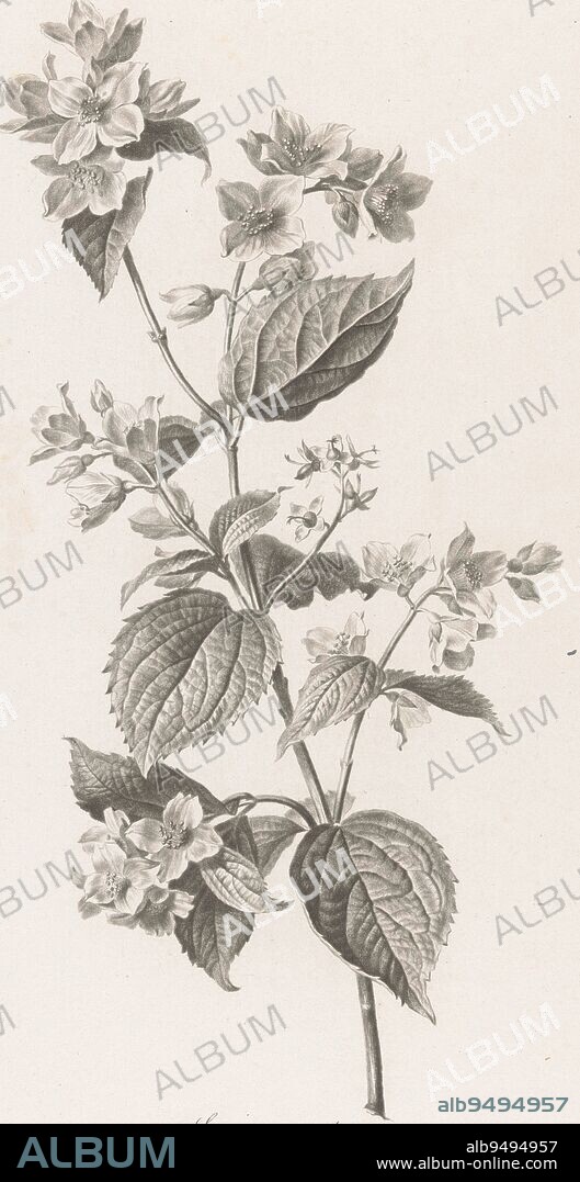 Mountain jasmine Seringat odorant Philadelphus coronarius L Fleurs dessin, print maker: Pierre François Legrand, (mentioned on object), intermediary draughtsman: Gerard van Spaendonck, (mentioned on object), publisher: Gerard van Spaendonck, Paris, 1799 - 1801, paper, h 498 mm × w 332 mm.