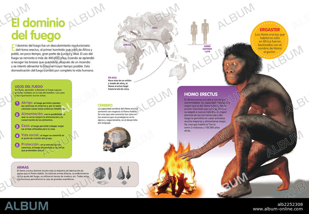 El dominio del fuego. Infografía del Homo erectus, el primer homínido que consiguió dominar el fuego.