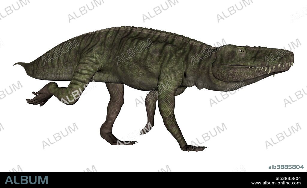 Batrachotomus dinosaur running, isolated on white background.
