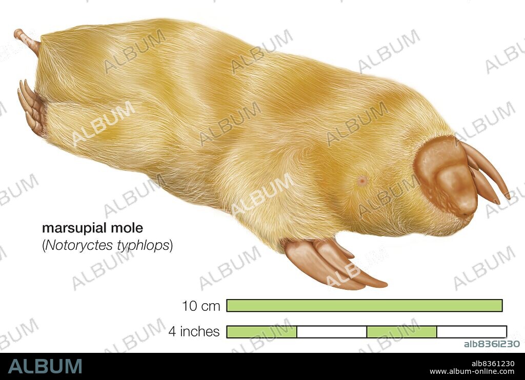 Marsupial mole (Notoryctes typhlops).