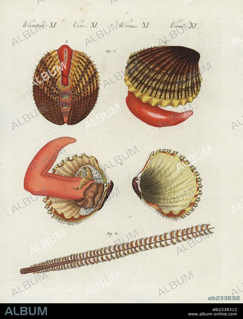 Prickly cockle, Acanthocardia echinata (Cardium echinatum) 1, and slender sea pen, Virgularia mirabilis (Pennatula mirabilis) 2. Closed clam A, with foot extended B, fully open showing anatomy C. Handcoloured copperplate engraving from Bertuch's "Bilderbuch fur Kinder" (Picture Book for Children), Weimar, 1807. Friedrich Johann Bertuch (1747-1822) was a German publisher and man of arts most famous for his 12-volume encyclopedia for children illustrated with 1,200 engraved plates on natural history, science, costume, mythology, etc., published from 1790-1830.
