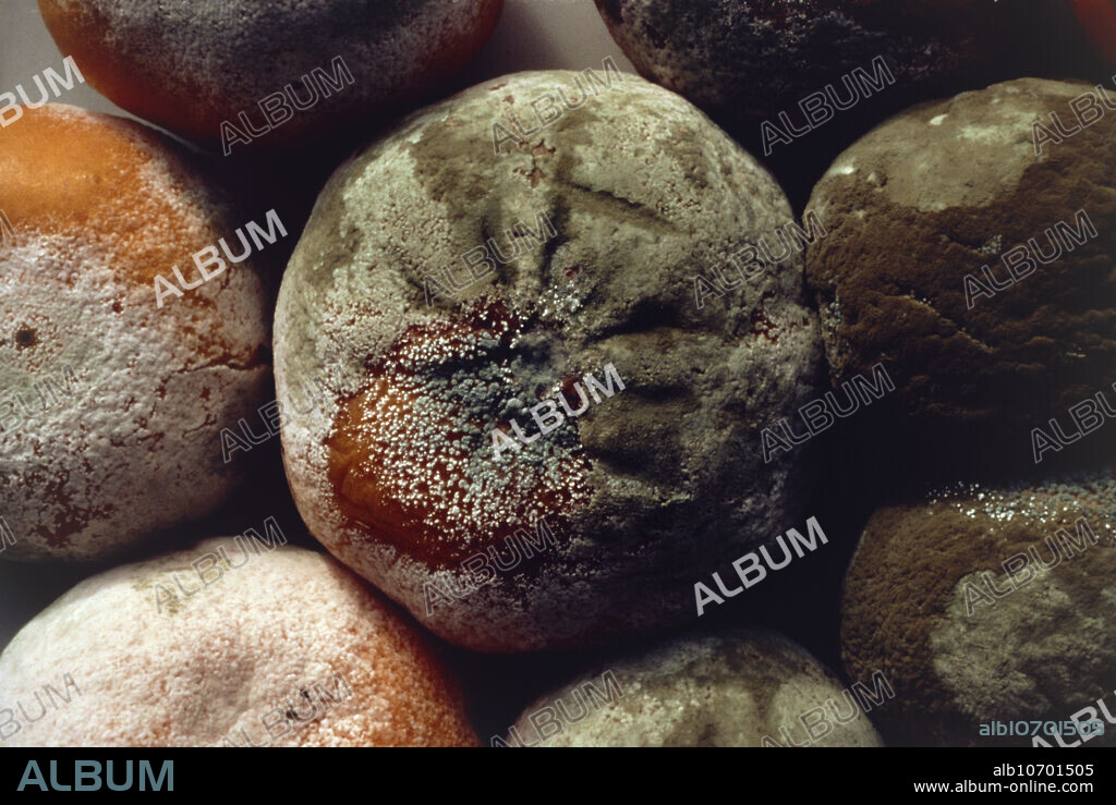 The mould Penicillium sp. growing on decaying tangerines.
