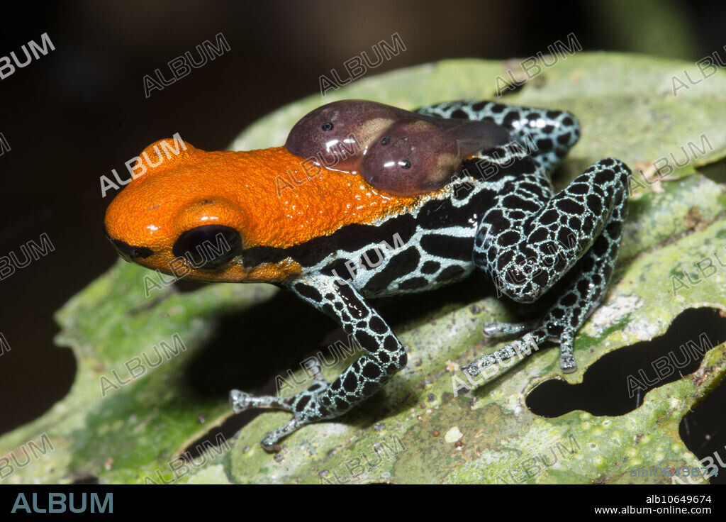 Red-backed Poison Frog (Ranitomeya reticulata)