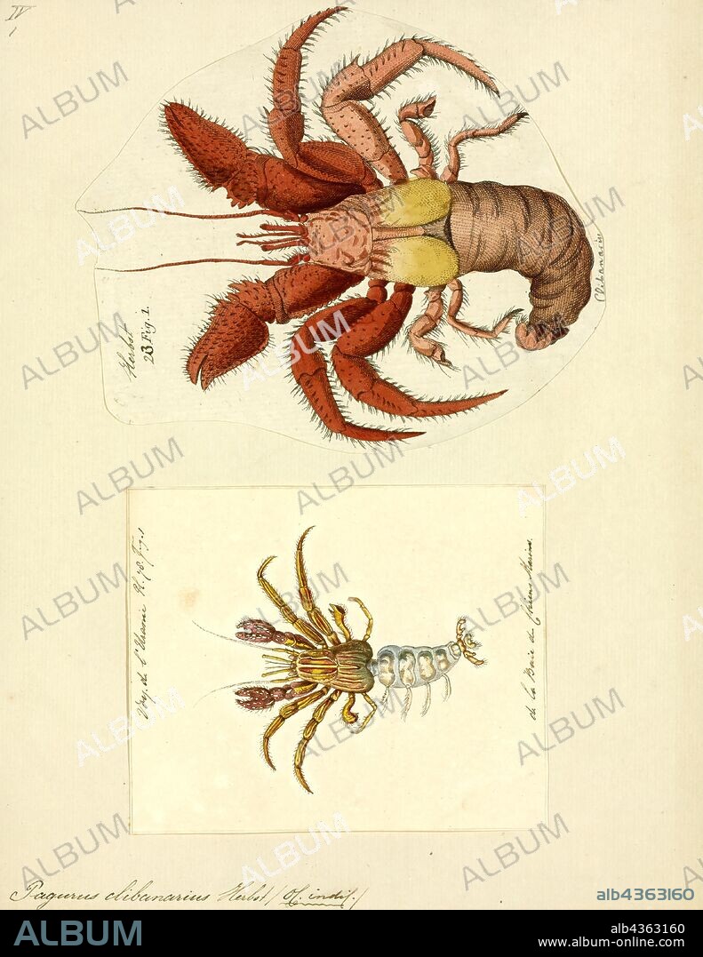 Pagurus clibanarius, Print, Pagurus is a genus of hermit crabs in the family Paguridae. Like other hermit crabs, their abdomen is not calcified and they use snail shells as protection. These marine decapod crustaceans are omnivorous, but mostly prey on small animals and scavenge carrion. Trigonocheirus and Pagurixus used to be considered subgenera of Pagurus, but the former is nowadays included in Orthopagurus, while the latter has been separated as a distinct genus.