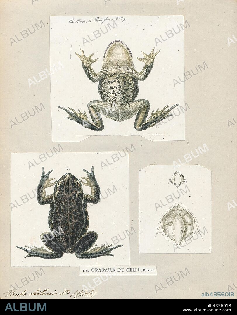 Bufo chilensis, Print, Rhinella arunco is a species of toad in the family Bufonidae that is endemic to Chile. Its natural habitats are subtropical or tropical dry shrubland, rivers, intermittent rivers, freshwater marshes, intermittent freshwater marshes, water storage areas, ponds, aquaculture ponds, open excavations, and irrigated land. It is threatened by habitat loss., 1700-1880.