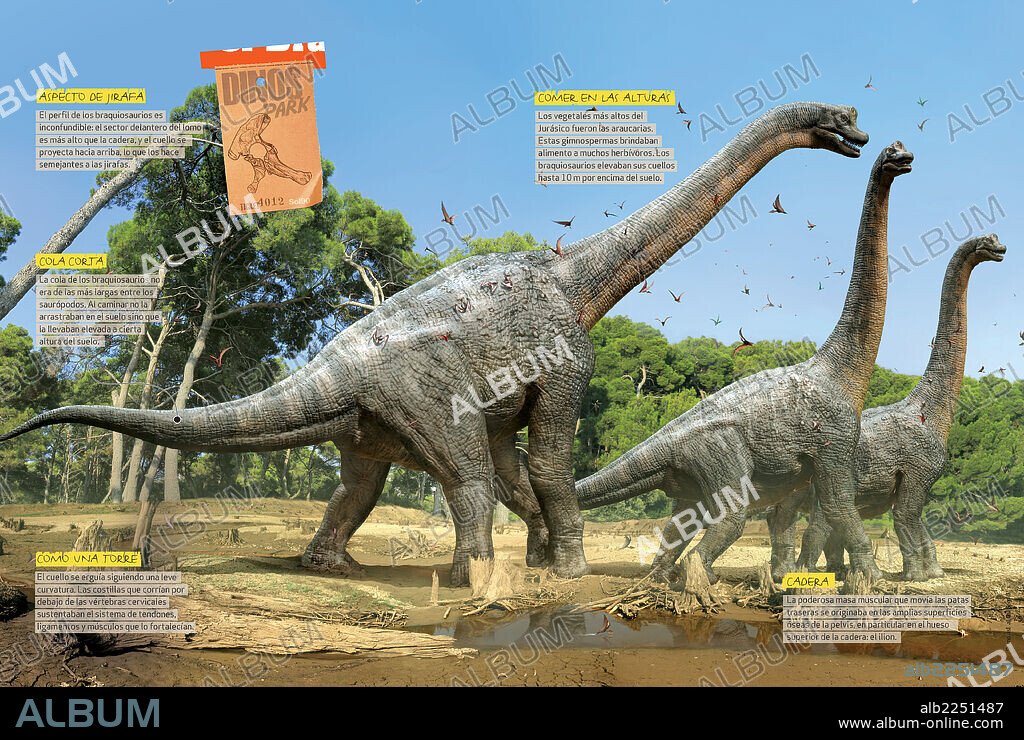 Cómo era el Brachiosaurus. Infografía sobre los hábitos alimentarios y las características distintivas del Braquiosaurio, dinosaurio herbívoro que vivió en el Jurásico.