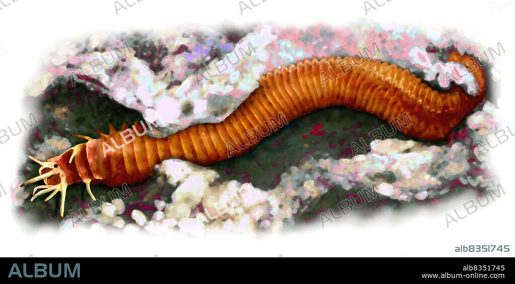 Palolo worms live by the billions in tunnels at bottom of the warm waters of the Pacific. At one specific moment of the year, the males and females of a particular species simultaneously detach the rear portions of their bodies, which contain the spermatozoa and ova. These detached segments then swim toward the surface, attracted by the light of the moon. In the early dawn, this swarming mass several centimeters thick becomes a soup made up of thousands of reproductive cells.