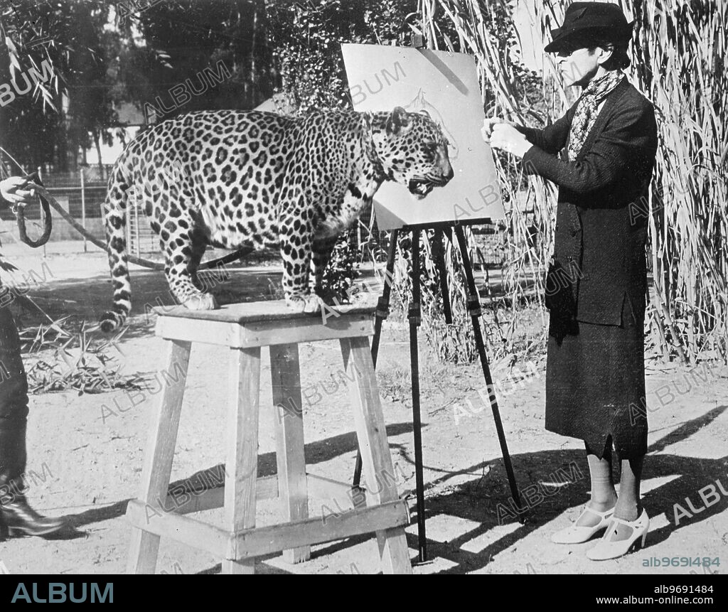 Dangerous close-up!. London artist sketches in California Zoo. Miss Maud Earl of London famous animal painter, gets close to her subject and painting a close-up of Nissa, Hollywood Leopard that has taken part in several films, in the California Zoological Park, Los Angeles, USA.