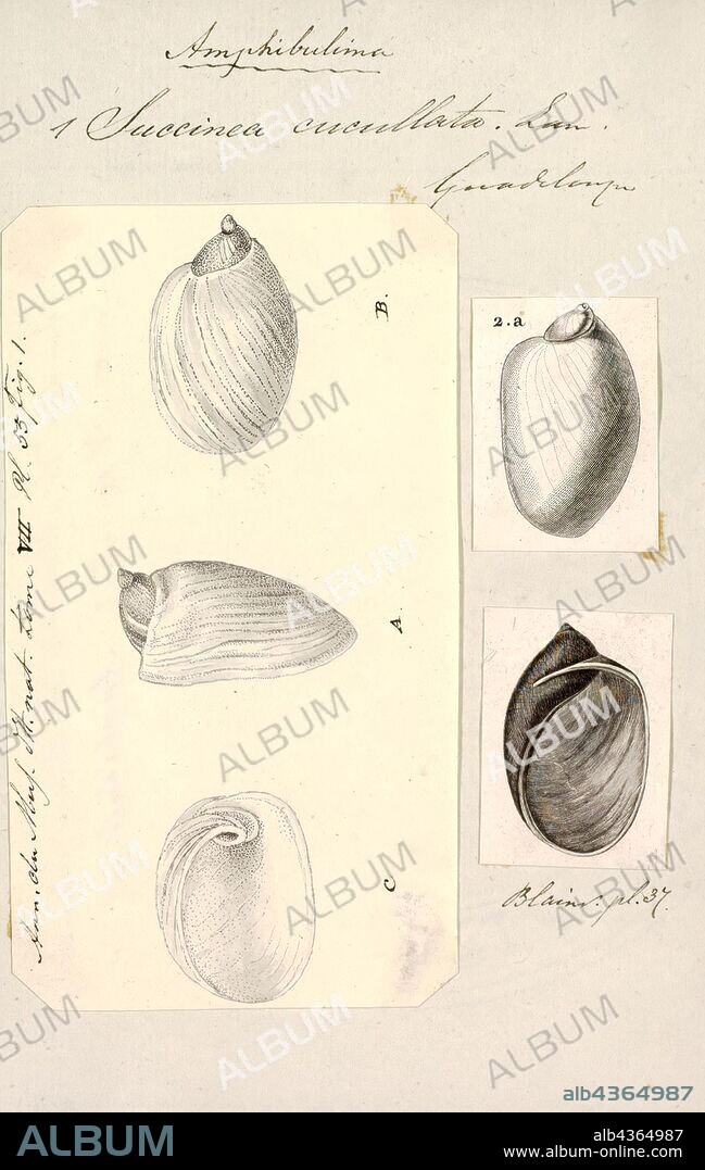 Succinea cucullata, Print, Succinea, common name the amber snails, is a genus of small, air-breathing land snails, terrestrial pulmonate gastropod molluscs in the family Succineidae.