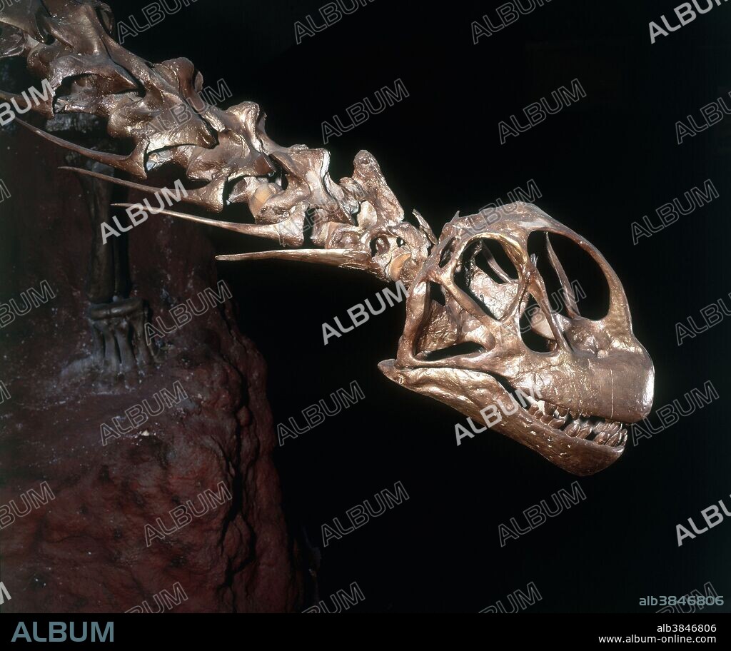 Skull and neck of Camarasaurus lentus, a sauropod found in the Jurassic Period Morrison Formation.