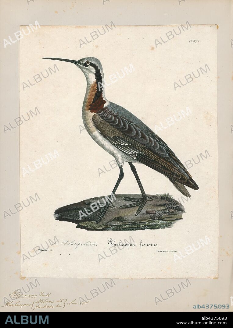Phalaropus wilsonii, Print, Phalarope, A phalarope is any of three living species of slender-necked shorebirds in the genus Phalaropus of the bird family Scolopacidae., 1825-1834.