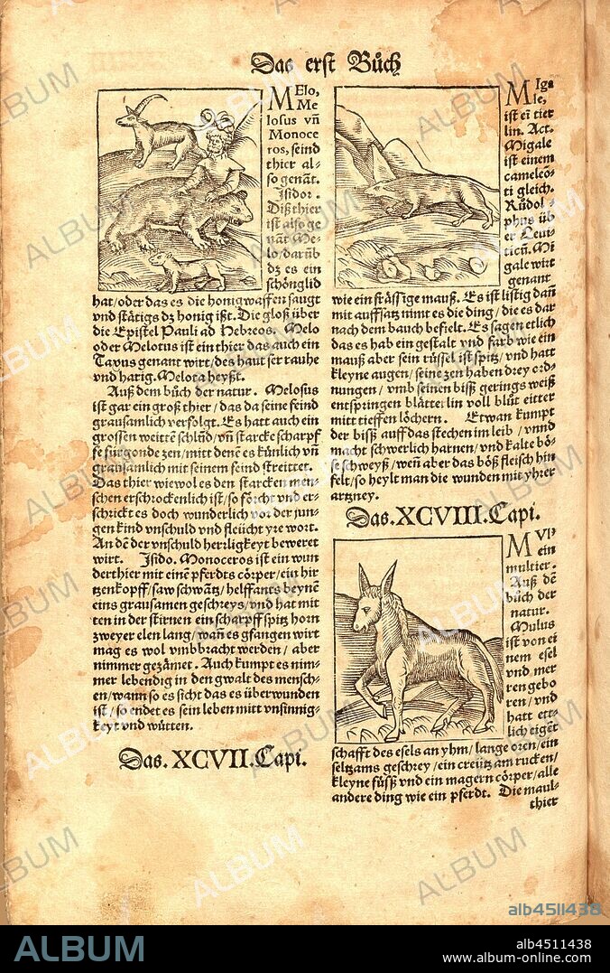 Melo, Migale, Mul, Animals, Fig. 51, Fol. XXXv, Apiarius, Mathias (imp.), 1536, [Hortus sanitatis oder Garth der Gesundtheyt: von den vier Geschlechten als Thier, Vögel, Vischen und edlem Gesteyn]. [Gedruckt und volendet zu Strassburg]: [durch Mathiam Apiarium], [1536].