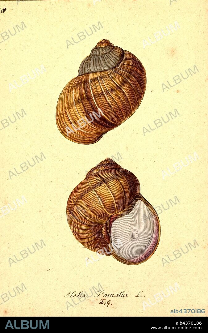 Helix pomatia, Print, Helix pomatia, common names the Roman snail, Burgundy snail, edible snail or escargot, is a species of large, edible, air-breathing land snail, a pulmonate gastropod terrestrial mollusc in the family Helicidae. It is a European species. In the English language it is called by the French name escargot when used in cooking (escargot simply means 'snail'). Although this species is highly prized as a food, it is difficult to cultivate and rarely farmed commercially.