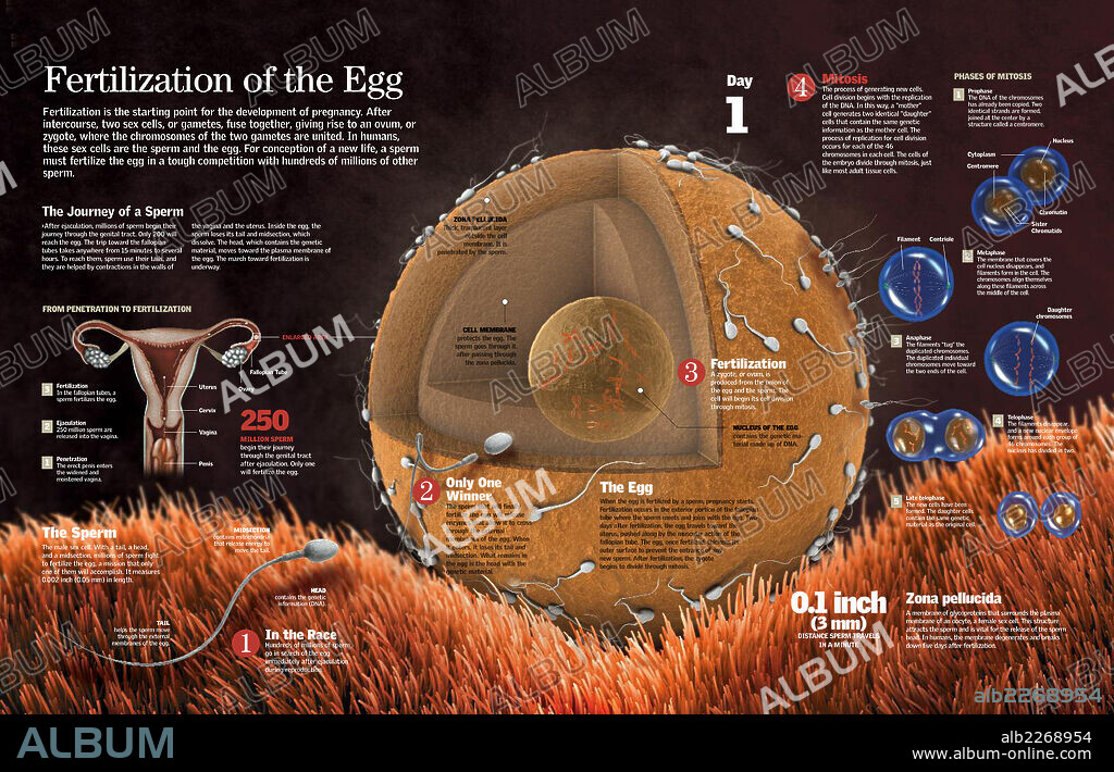 Fertilization of the egg. Infographic of the fertilization of the ovum, the subsequent formation of the zygote and the process of mitosis which divides the zygote.