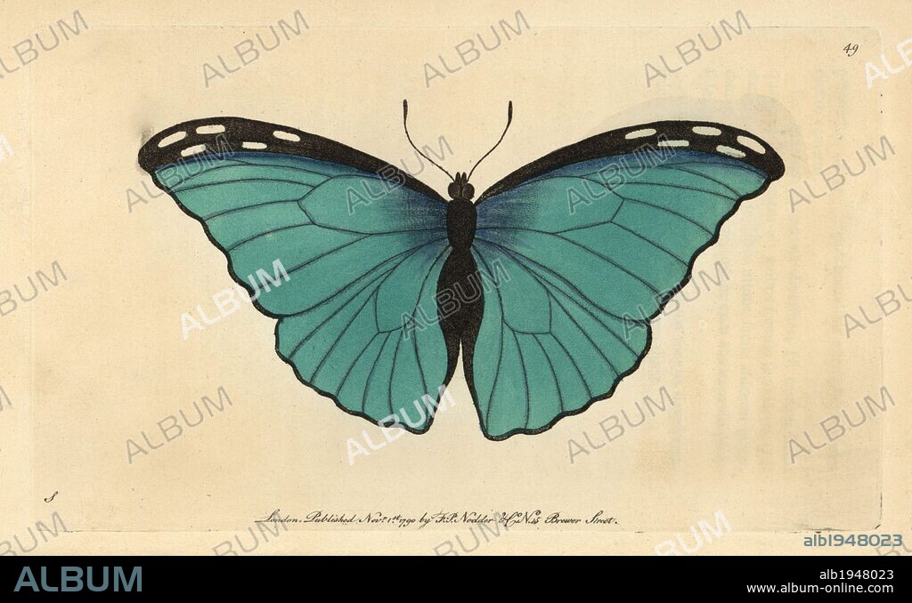 Menelaus Blue Morpho butterfly. Morpho menelaus (Papilio menelaus). Iridescent blue tropical butterfly native to Central and South America.. Illustration signed S (George Shaw).. Handcolored copperplate engraving from George Shaw and Frederick Nodder's "The Naturalist's Miscellany" 1790.. . Frederick Polydore Nodder (1751~1801?) was a gifted natural history artist and engraver. Nodder honed his draftsmanship working on Captain Cook and Joseph Banks' Florilegium and engraving Sydney Parkinson's sketches of Australian plants. He was made "botanic painter to her majesty" Queen Charlotte in 1785. Nodder also drew the botanical studies in Thomas Martyn's Flora Rustica (1792) and 38 Plates (1799). Most of the 1,064 illustrations of animals, birds, insects, crustaceans, fishes, marine life and microscopic creatures for the Naturalist's Miscellany were drawn, engraved and published by Frederick Nodder's family. Frederick himself drew and engraved many of the copperplates until his death. His wife Elizabeth is credited as publisher on the volumes after 1801. Their son Richard Polydore (1774~1823) was responsible for the plates signed RN or RPN. Richard exhibited at the Royal Academy and became botanic painter to King George III. The illustrations are characterized by vivid colouring, fine detail, and a certain posed stiffness in the ornithological portraits, perhaps because they were sketched from dead specimens.