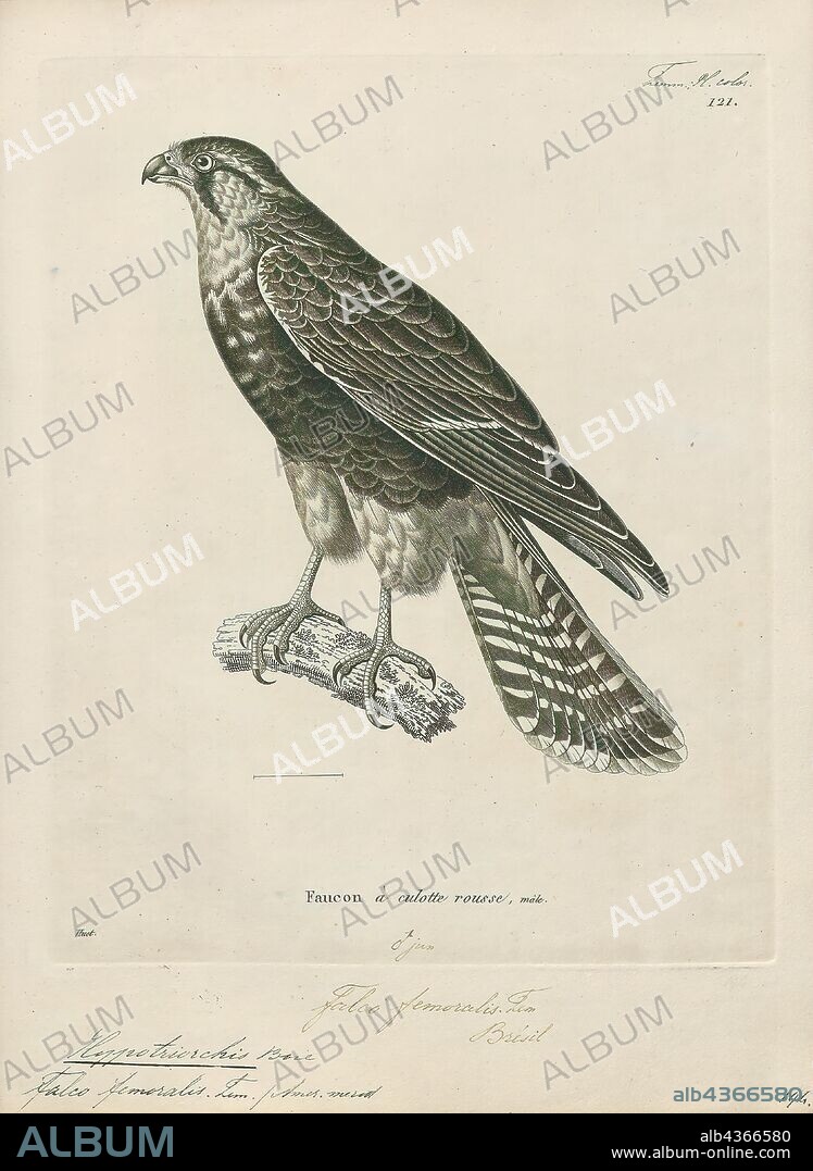 Hypotriorchis femoralis, Print, Hobby (bird), A hobby is a fairly small, very swift falcon with long, narrow wings. There are four birds called "hobby.