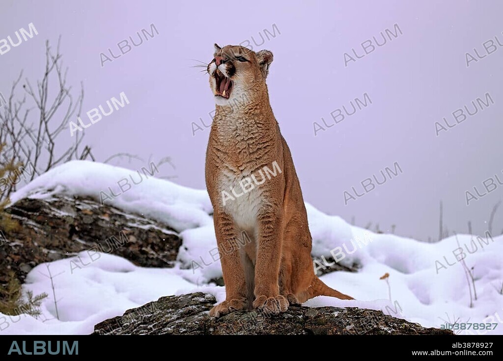 Cougar or Puma (Puma concolor, Felis concolor), adult, with mouth open, snow, Montana, USA, North America.
