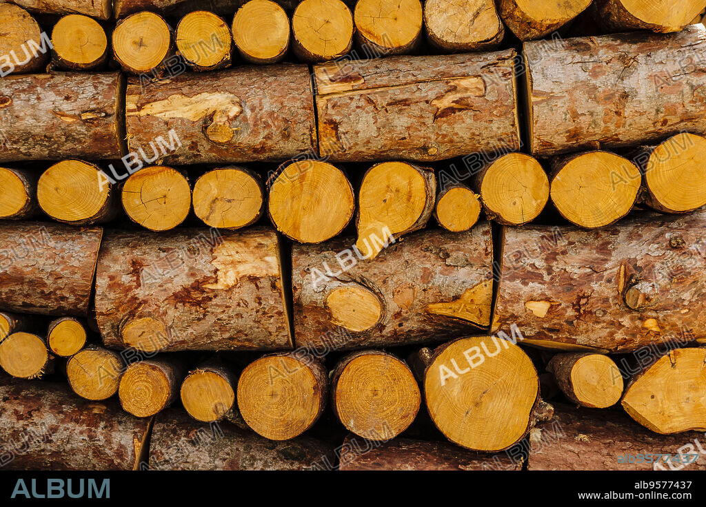 leña de pino de Halepo , Pinus halepensis.Sierra de Son Moragues. Valldemossa, Parque natural de la Sierra de Tramuntana. Mallorca. Islas Baleares. Spain.