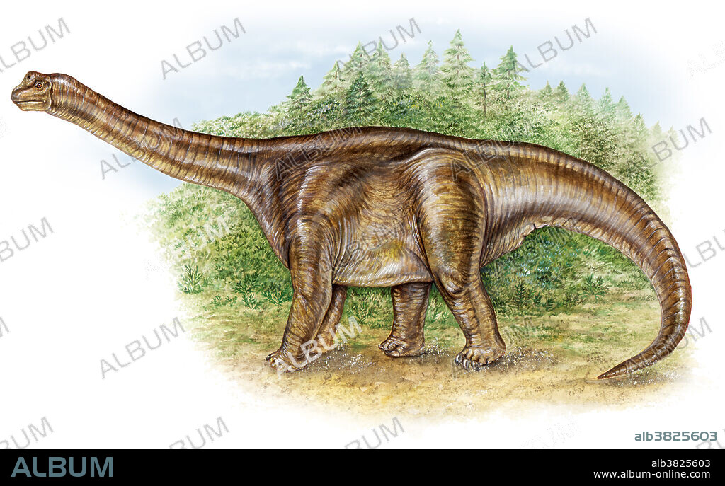 Camarasaurus, a plant-eating sauropod of the late Jurassic Period of the Mesozoic Era (approx. 180 mya). This husky dinosaur had distinctive large nasal openings, which functioned to cool the blood. The teeth were forward pointing and chisel-like to feed on fibrous plants, including the low branches of conifers. They grew to lengths of 60 feet and roamed in herds throughout western North America.