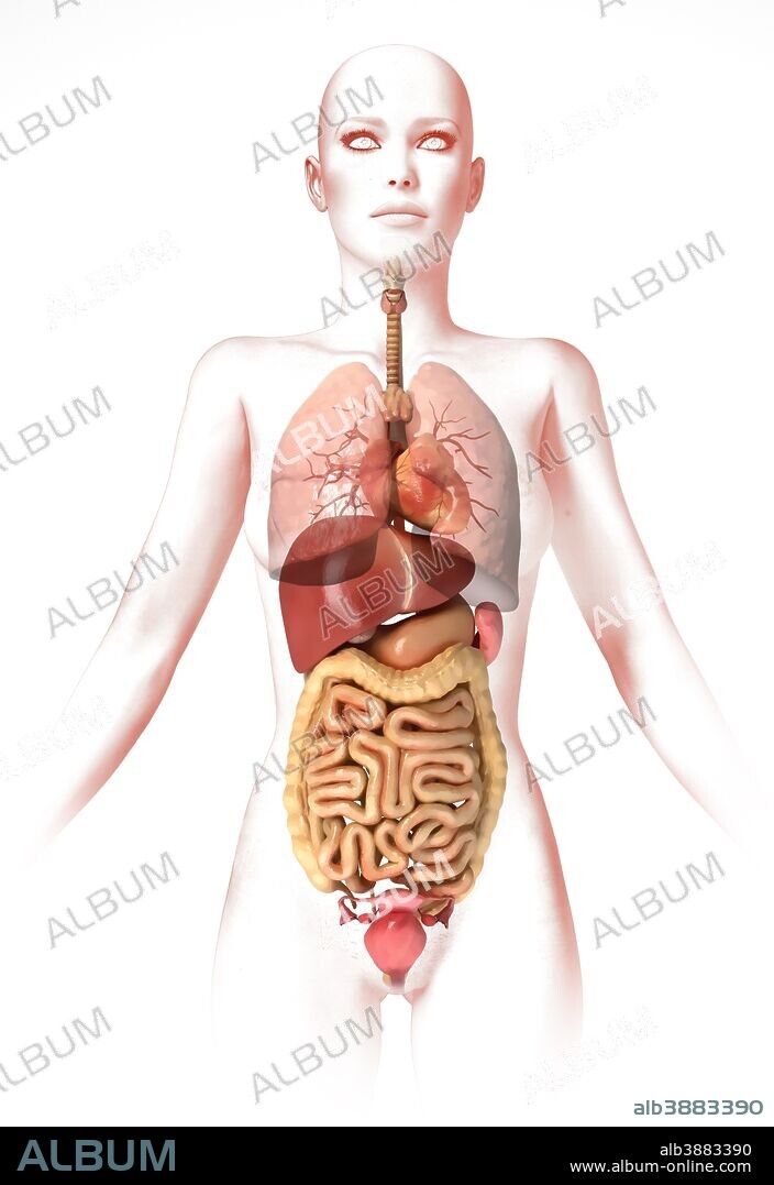 Anatomy of female body with internal organs.