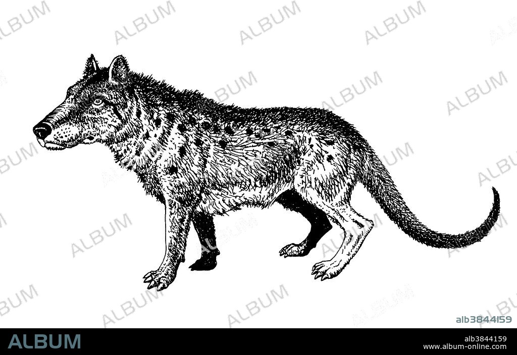 Illustration of a Mesonychus, a prehistoric wolf-like terrestrial ungulate, an animal possessing hooves, believed to be an ancestor of the whales.