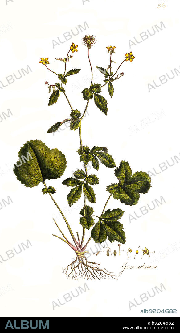 Echte Nelkenwurz, Geum urbanum, auch Gemeine Nelkenwurz / Geum urbanum, also known as wood avens, herb Bennet, colewort and St. Benedict's herb, historical, digital improved reproduction of an original from the 19th century / digital restaurierte Reproduktion einer Originalvorlage aus dem 19. Jahrhundert, genaues Originaldatum nicht bekannt.