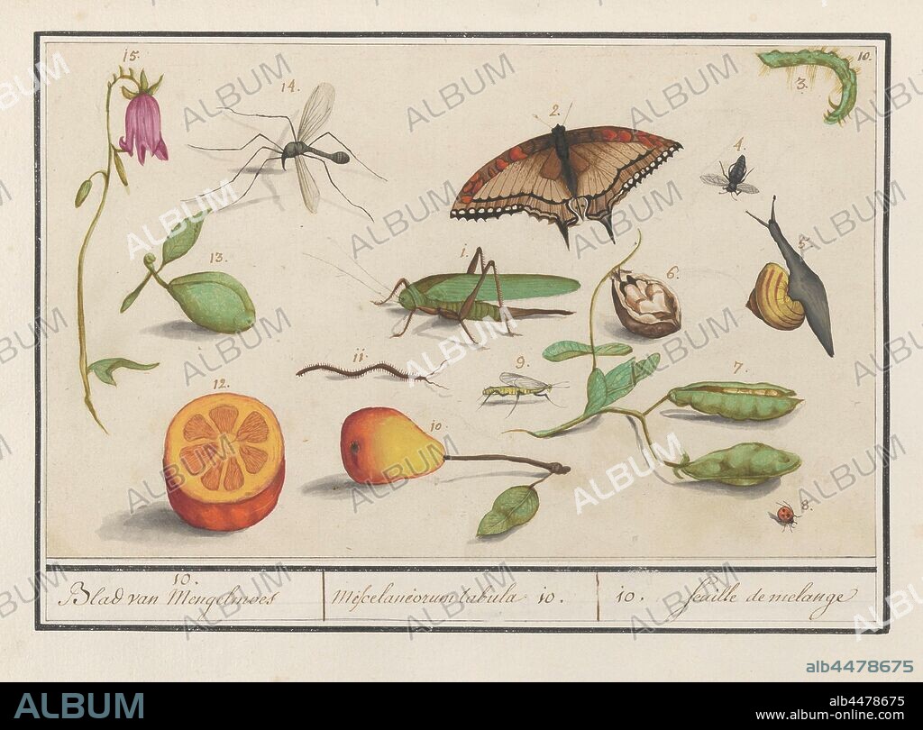 Natural history ensemble (no. 10), 10. Sheet of Mengelmoes / Miscelaniorum tabula 10. / 10. feuille de melange (title on object), Sheet with the tenth natural history ensemble with animals and plants, numbers 1-15. Insects (butterfly, grasshopper, mosquito, flies), fruits, snail and flowers. Numbered top right: 10. Part of the seventh album with drawings of reptiles, amphibians and natural history ensembles. The seventh of twelve albums with watercolors of animals, birds and plants, known around 1600, commissioned by Emperor Rudolf II. With explanations in Dutch, Latin and French, insects, flowers, molluscs: snail, Elias Verhulst (attributed to), 1596 - 1610, paper, pencil, chalk, watercolor (paint), deck paint, ink, lacquer (coating), pen, h 172 mm × w 277 mm.