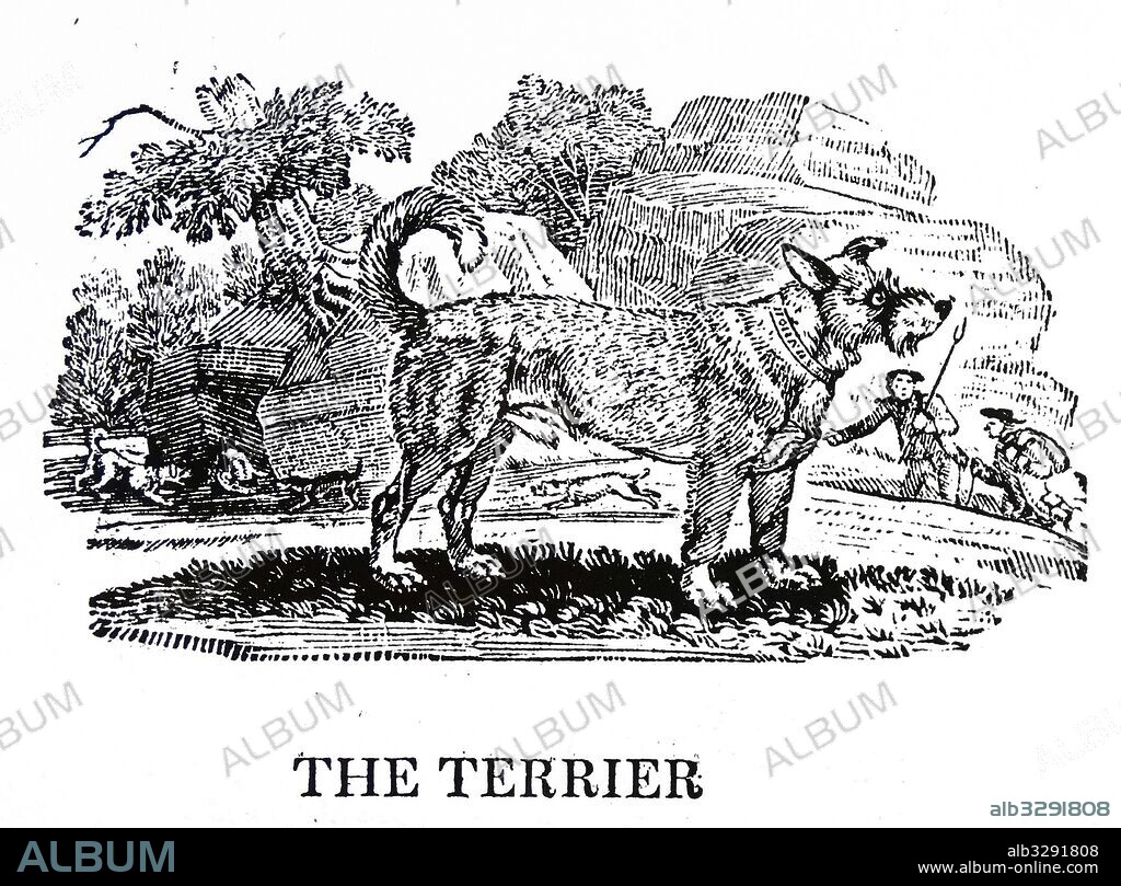 Terrier dog. From Thomas Bewick A General History of Quadrupeds, Newcastle upon Tyne, 1790.