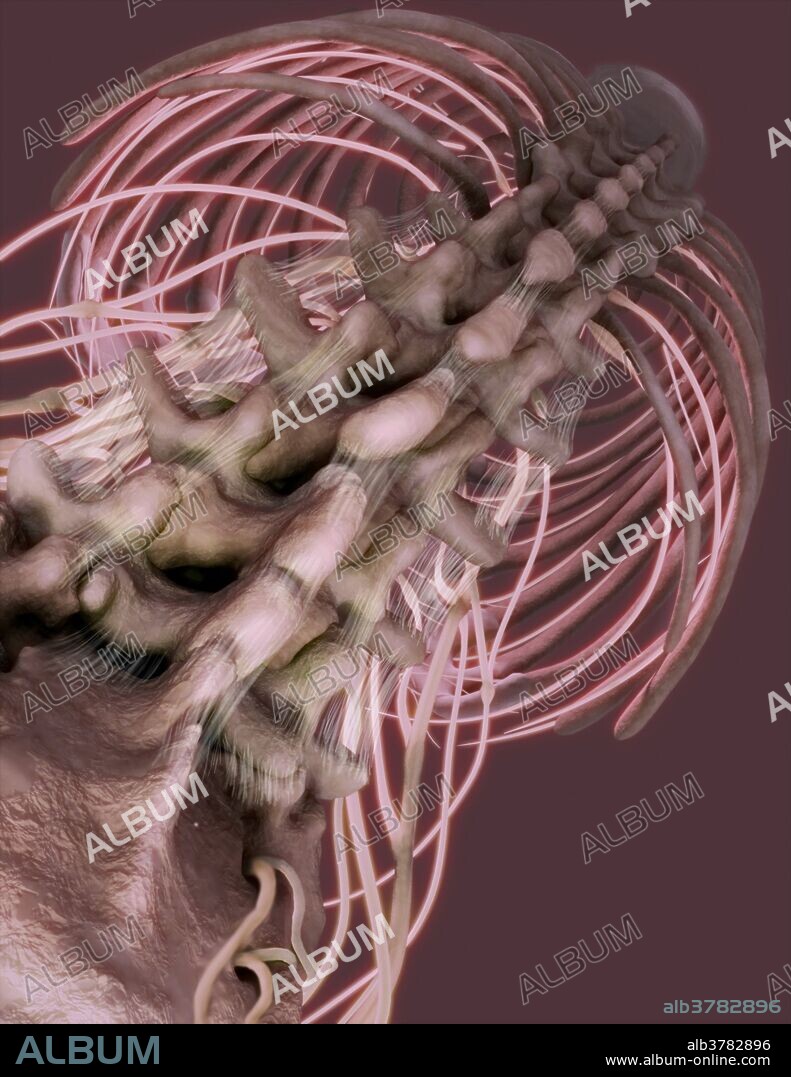 Inferior view of spine and intercostal nerves. Connective tissue is also shown between vertebrae.