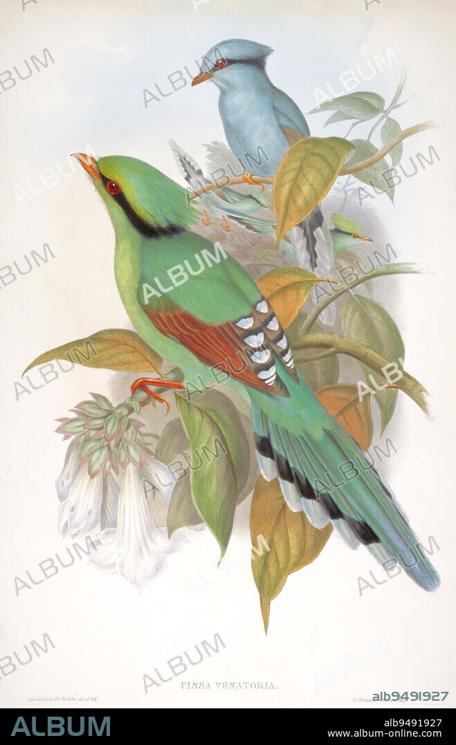 Plate 54, Vol. V. Cissa Venatoria., 1850-1883, John Gould; Lithographer: Henry Constantine Richter; Printer: Charles Joseph Hullmandel & Walton, British, 1804 - 1881, 20 x 12 in. (50.8 x 30.48 cm) (sheet), Hand-colored lithograph, England, 19th century.