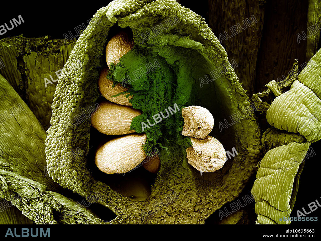 Scanning electron micrograph of ovule with embryo sac. In seed plants, the ovule (small egg) is the structure that gives rise to and contains the female reproductive cells. It consists of three parts: the integument(s) forming its outer layer(s), the nucellus (or remnant of the megasporangium), and female gametophyte (formed from haploid megaspore) in its centre. After fertilization, the ovule develops into a seed. In flowering plants, the ovule is located inside the portion of the flower called the gynoecium. Magnification is 40x at 12.7cm image size.