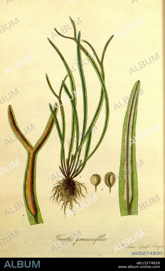 Exotic flora, Edinburgh, Printed for W. Blackwood, 1823-27, 19th century, botany, engravings, exotic plants, Great Britain, herbals, pictorial works, plaatwerken, plantkunde, plants, plants cultivated, Scotland, The illustration features a detailed botanical study of a plant species known as ''Tussilago graminea.'' Prominently displayed are the elongated, slender green leaves, some exhibiting a gradient of colors. Alongside the leaves, the root structure is visible, showcasing a network of fine roots that anchor the plant. Additionally, two seed-like structures can be observed, each with distinct textures. The arrangement highlights the plant's unique characteristics and contributes to the understanding of its morphology and structure. The intricate details and labels enhance the educational value of this botanical representation.