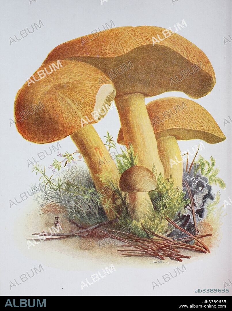 Suillus variegatus, commonly called the velvet bolete or variegated bolete, is a species of edible mushroom in the genus Suillus, digital reproduction of an ilustration of Emil Doerstling (1859-1940).