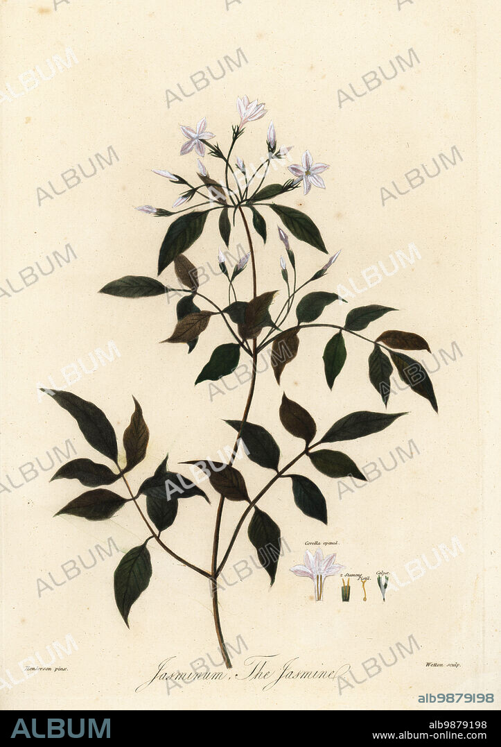 Jasmine, Jasminum officinale. Handcoloured copperplate stipple engraving by Wetton after a botanical illustration by Peter Henderson from Dr. Robert John Thorntons New Illustration of the Sexual System of Carolus von Linnaeus, the Temple of Flora, London, 1805.